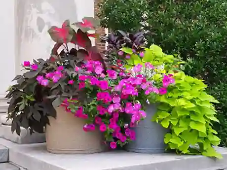 Shop Self-Watering Planters